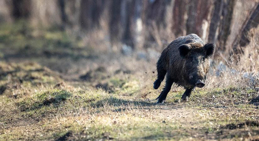 Buszmegállóban támadtak a vaddisznók – egyre durvább a helyzet Budán