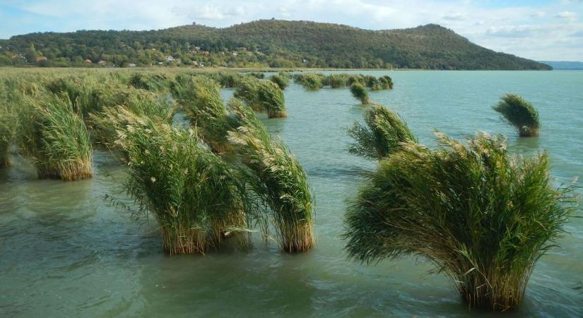 Szakértők figyelmeztetnek: a Balaton élővilága fizeti meg a nádirtás árát