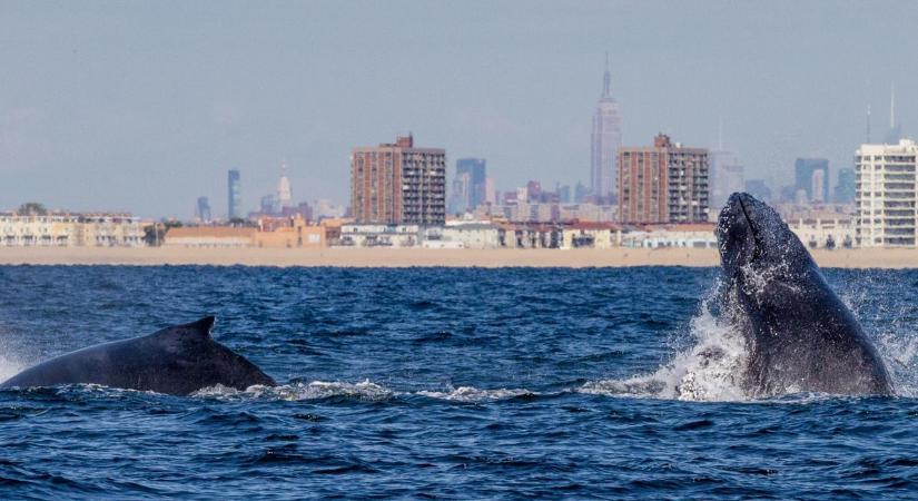 Óriási állatok bonyolítják a New York-i közlekedést