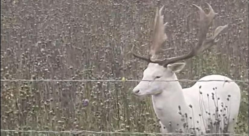 Csodaszarvasok bukkantak fel a környéken – valóra vált a legenda (videó)
