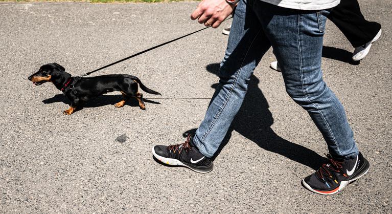 Meglepő tények láttak napvilágot a kutyatartók egészségéről