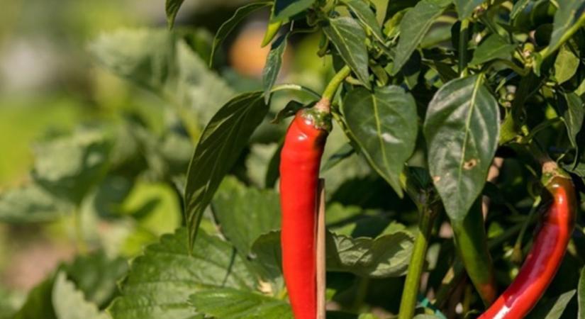 Így őrizheted meg a paprika csípősségét akár egy évig is