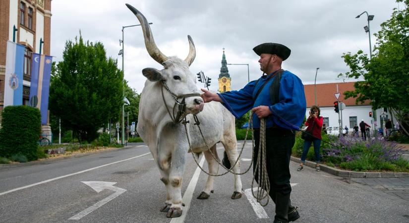 Mennyire ismered hazánk állatvilágát? Ez a kvíz, ami meg fog lepni!