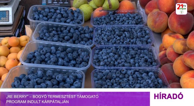 „RE:BERRY” – bogyó termesztést támogató program indult Kárpátalján (videó)