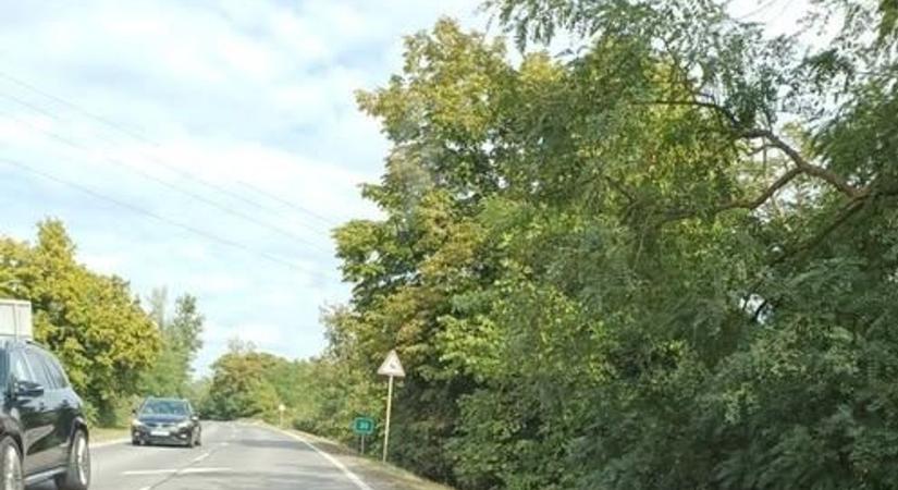 Rendhagyó akadály okozott meglepetést a 37-es úton közlekedőknek