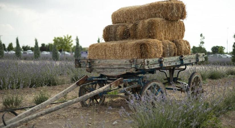 Sokkoló történet: a hajtó fején ment keresztül a lovaskocsi kereke