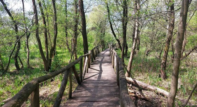 Szent Jakab sétány – 2 km hosszú fapallós tanösvény Dabason