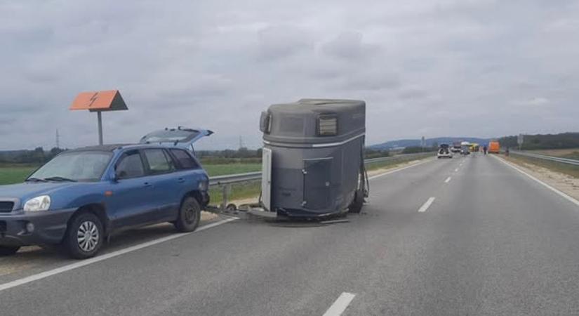Felborult a lószállító – csodával határos módon megmentették a lovat