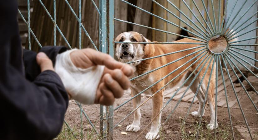 Brutális kutyatámadás - Bíróság elé áll a súlyos sérülést okozó kutya gazdája
