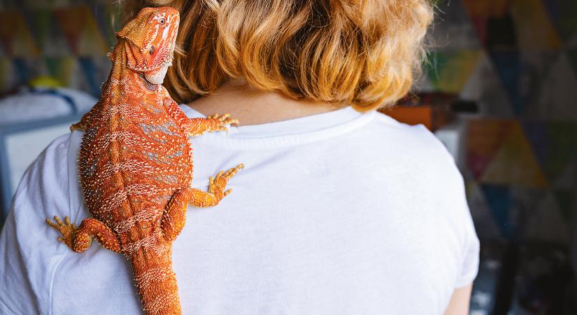 Kisfiam, megetetted a botsáskádat? – Trend lett egzotikus háziállatot tartani
