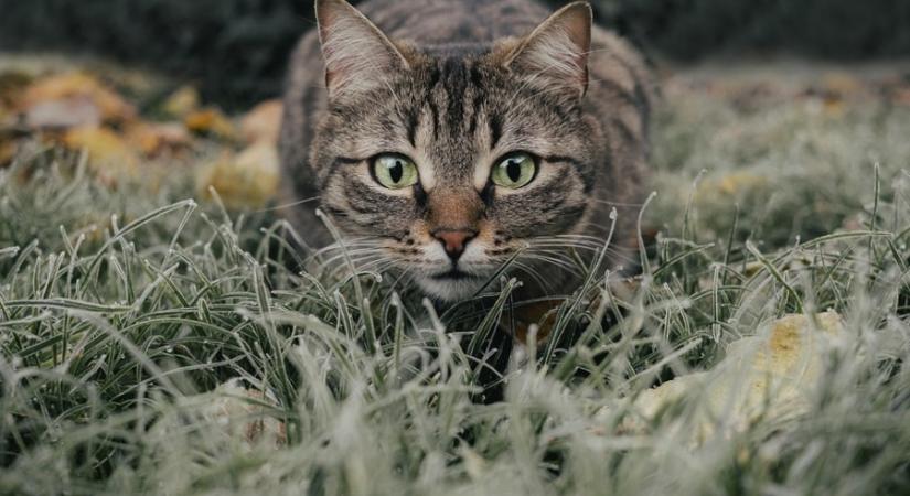 Figyelem, megérkezhetnek az első talajmenti fagyok