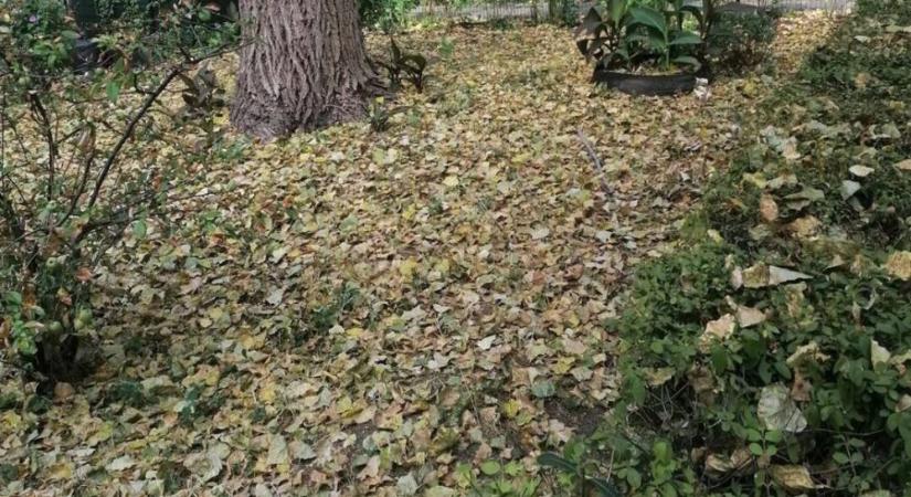 Nincs mese ez már a valódi ősz -Tudják, rétegesen….