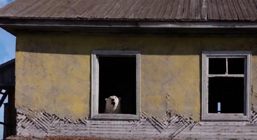 Jegesmedvék foglaltak el egy elhagyatott szovjet kutatóállomást – videó