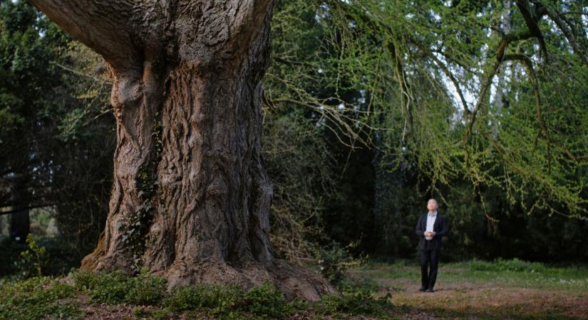 A Sellyei Arborétum ginkgo biloba fája lett a Csendes barát című film különleges főszereplője