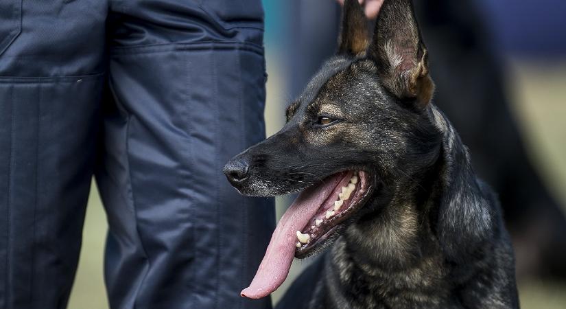 Részletes jelentést tettek közzé Kaszás Nikolett kereséséről, ez sok kérdést tisztáz
