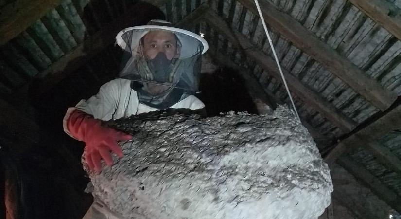 Horrorisztikus: óriási darázsfészekre bukkant a padláson a vasi nyugdíjas