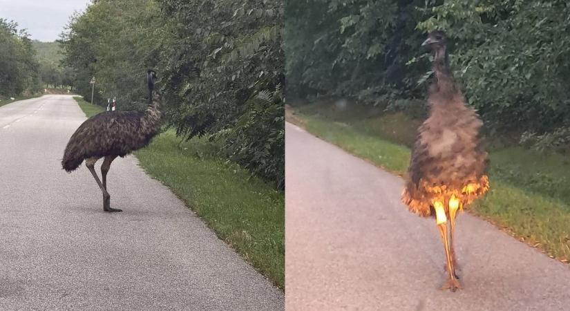 Emu az úton! Kigyulladt lábbal sétált Paks és Tengelic között