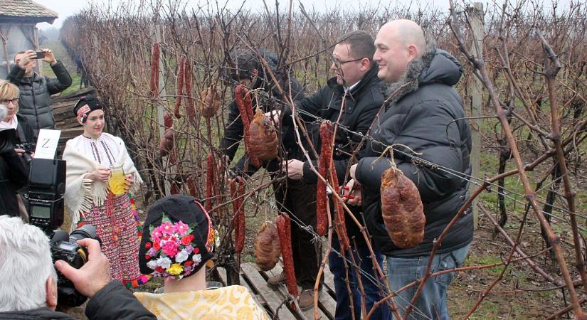 Vince-nap: Baranyában újraéledt a hagyomány, ünnepelnek a gazdák