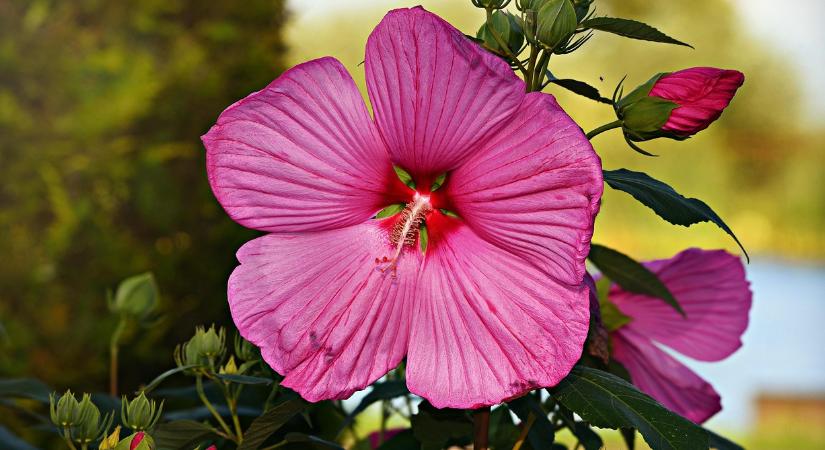 A hibiszkusz ezért igényel különleges gondozást ősszel