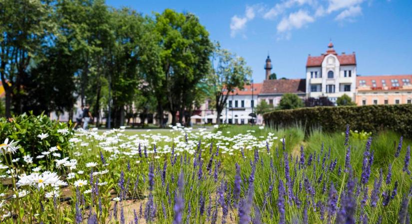 Második lett Szatmárnémeti az Európai Virágos Városok és Falvak versenyén