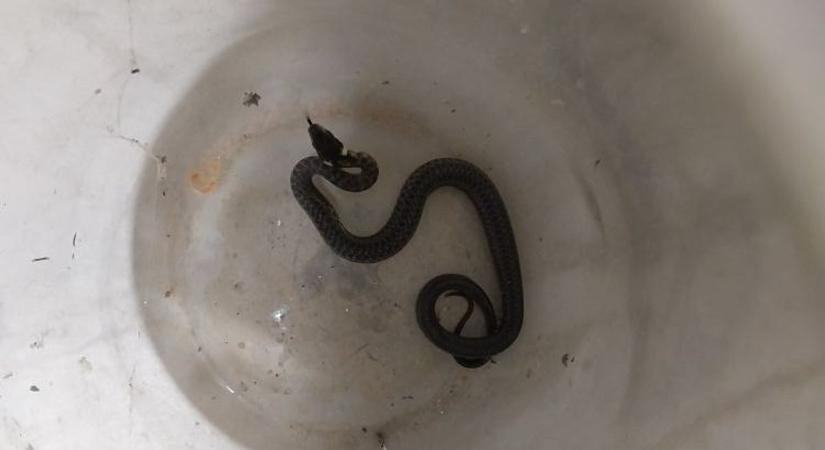 Úgy tűnik, ezt a kígyót lehetetlen kitessékelni a házból