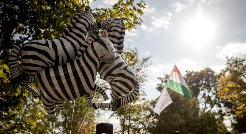 Mészáros lánya lezáratná azt a hatvanpusztai utat, ahonnan látni a zebrákat
