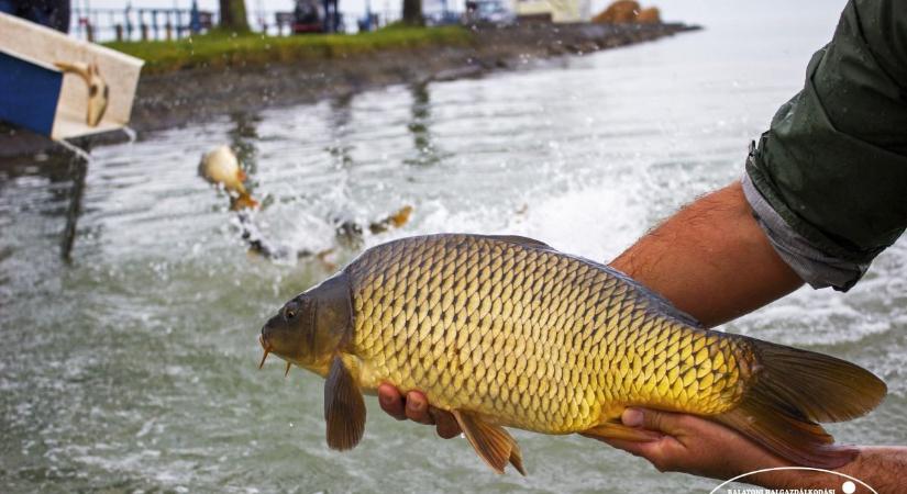 Újra csúszdáznak a pontyok – elindult az őszi lehalászás és haltelepítés a Balatonnál