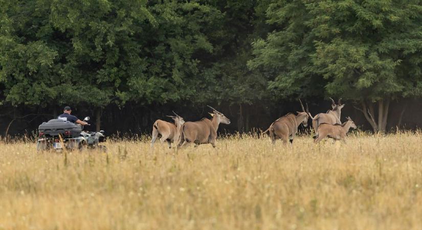 Lezárnák a hatvanpusztai utat, ahonnan eddig látni lehetett a zebrákat és az antilopokat