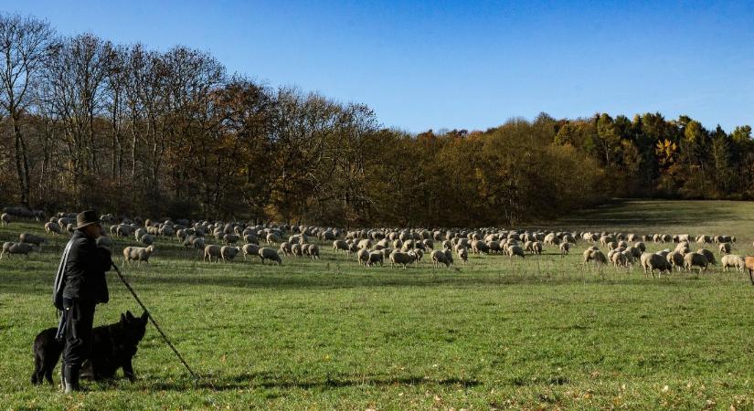 Szent Mihály napja – az állattenyésztők ünnepe és a pásztorhagyományok emlékezete