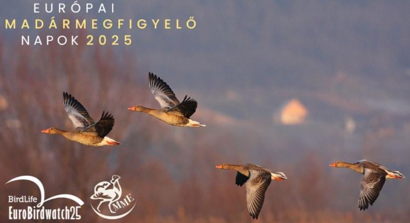 Megfigyelik a madarakat, Győr-Moson-Sopronban is több helyszínen lehet csatlakozni