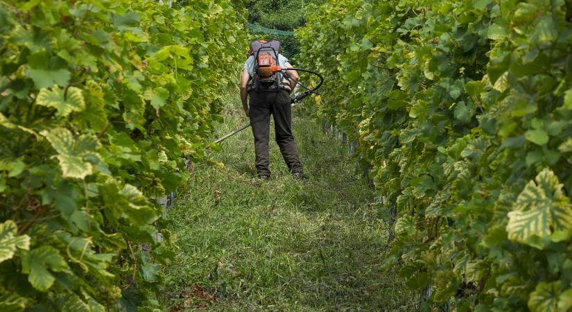 A szakma tudására alapozva segít a minisztérium a szőlős gazdáknak