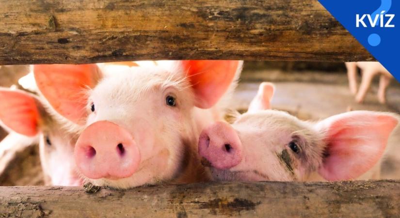 KVÍZ: Te tudnál disznót tartani? – Kiderül, tanultál-e valamit a nagyszüleidtől!