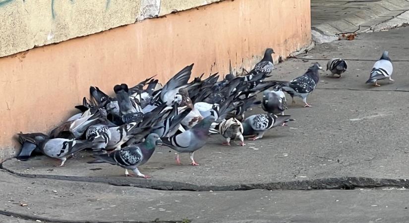 Annyira súlyos a galamb helyzet Szombathelyen, hogy önkormányzati beavatkozást követelt a téma
