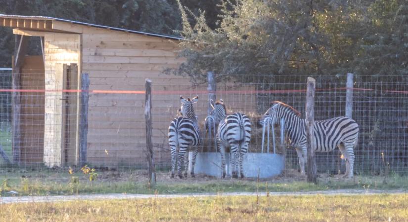 Mészáros Lőrinc lánya lezáratná az utat, ahonnan lehet látni a zebrákat a birtokon