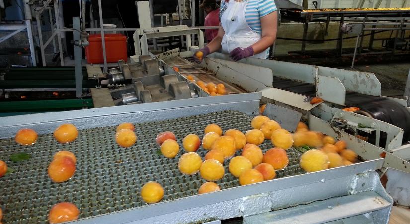 5 plusz pont a KMÉ az új élelmiszeripart fejlesztő pályázaton