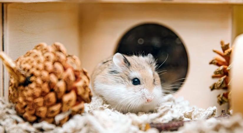 Túl sok a csemege? – A hörcsögök titkos kamrakészletei és a gazdi bűntudata