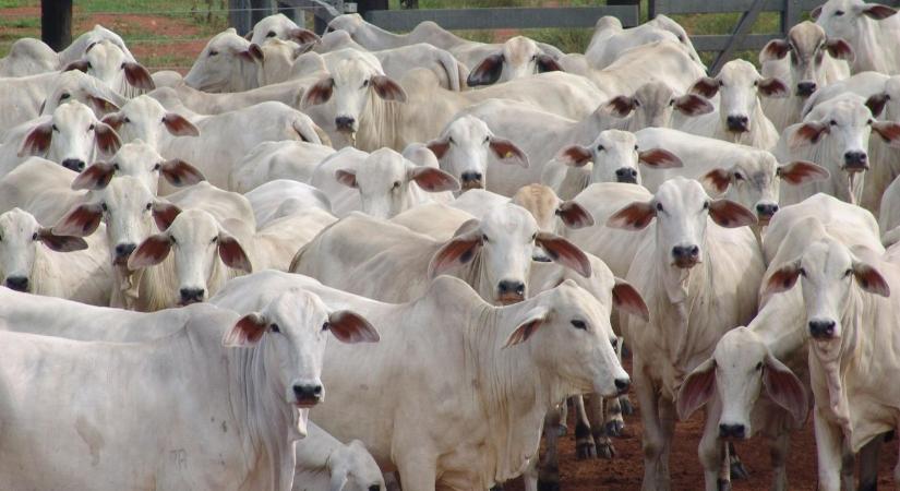 EU–Mercosur: felháborodott gazdák, megosztott Európa