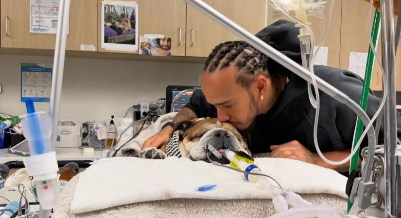 Lewis Hamilton gyászol – elhunyt a leghűségesebb barát (videó)