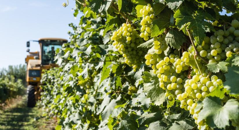Nagy István agrárminiszter: veszélyben van a teljes magyar szőlőállomány