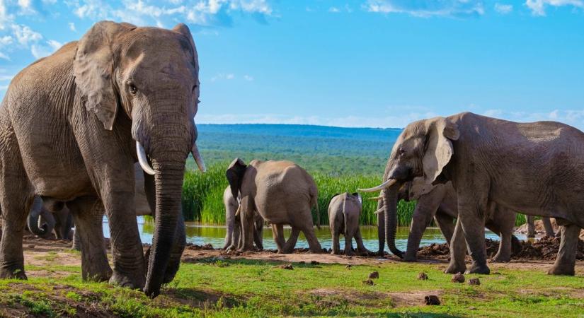A turisták épphogy túlélték, amikor elefánt borította fel kenuikat