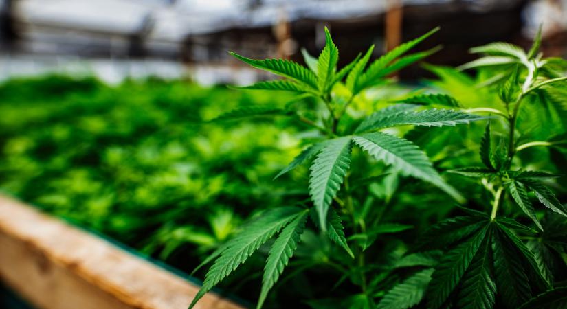 Megjelent az első jelentés a német kannabiszlegalizációról – küszöbön a szigorítás