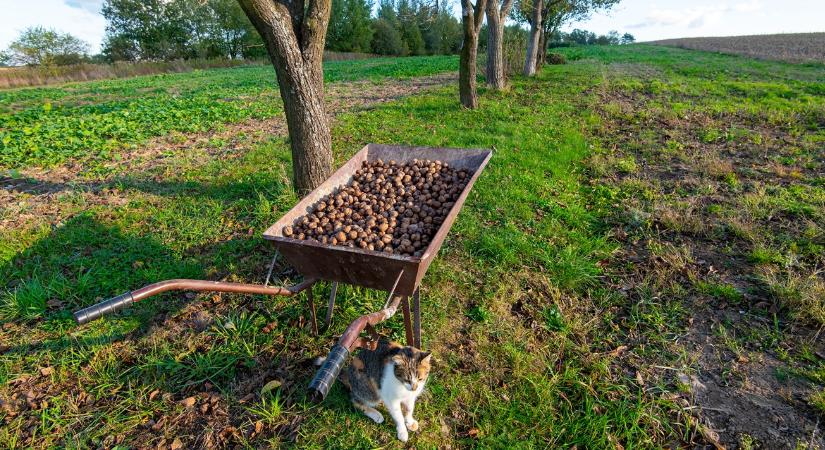Drága lesz az idei a bejgli