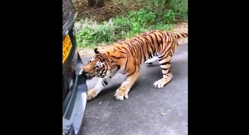 Elhúzta a turisták autóját a lökhárítójánál fogva egy bengáli tigris – videó