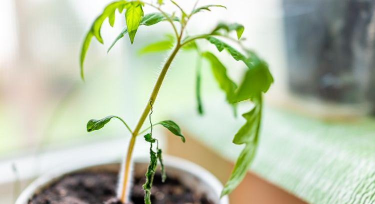 Trichoderma: a palánták természetes védelme 2. rész