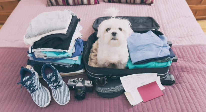 Olaszországi kutyaadó: a turisták is mélyebben nyúlhatnak a zsebükbe