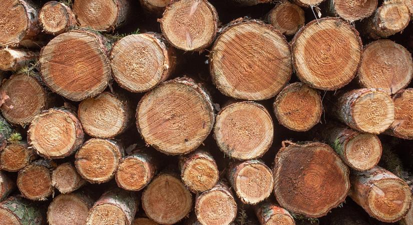 Ásotthalmon tartotta ülését az Erdészeti Klímaadaptációs Fórum