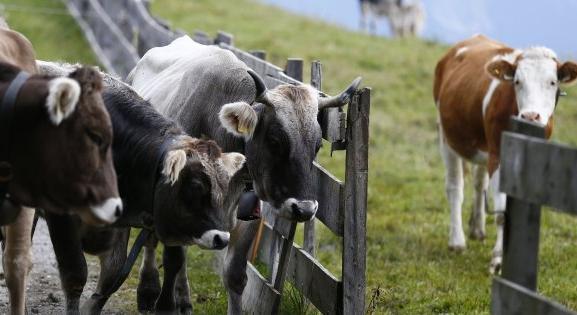 Mostantól törvény védi a vidéki szagokat és zajokat Franciaországban