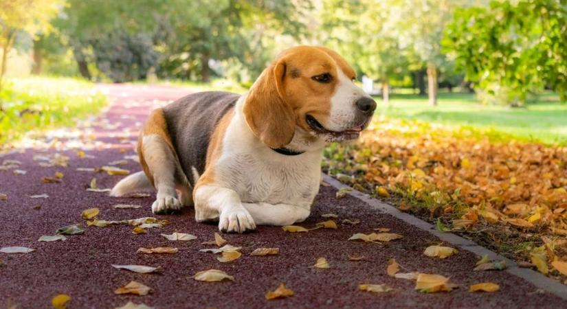 Szeptember utolsó napján borongós, csapadékos időre készülhetünk