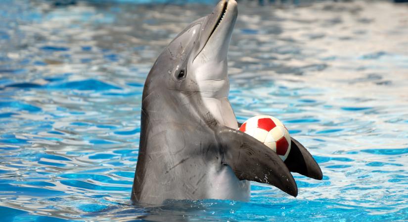 Történelmi győzelem Mexikóban: betiltották a delfinshow-kat és a tengeri emlősök fogságban tartását