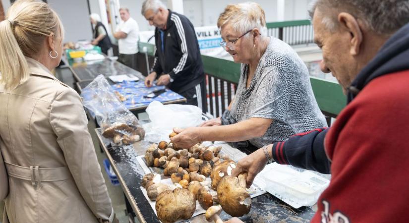 5 ezer forintba kerülhet egyetlen gomba – sokan nem tudják, hogy védett fajra vadásznak (galéria)
